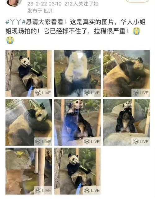 美国华人爆料丫丫视频,真相令人震惊  第1张